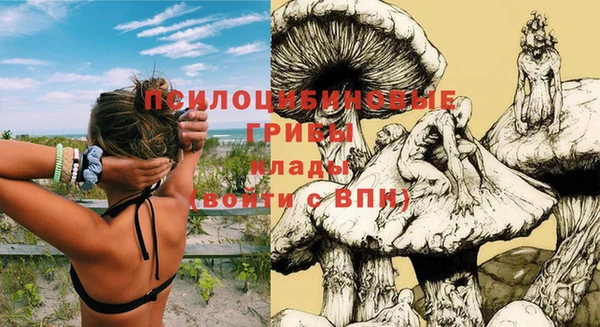 прущие грибы Белокуриха
